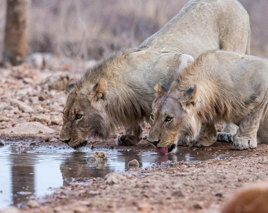 lions